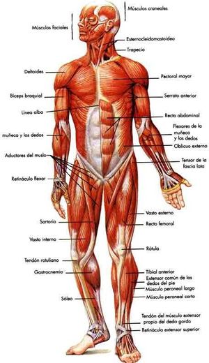 Sistema Muscular.JPG