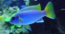 Yellow-tail-acei.jpg