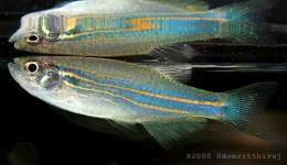 3772Danio-kerri.jpg