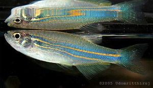 3772Danio-kerri.jpg