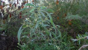 Acacia falcata.jpg