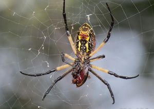 Argiope auranti.jpg