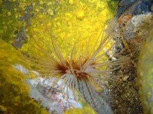 Cerianto membranoso.jpg