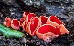 Coccinea23.jpg