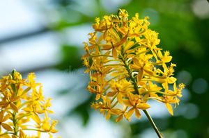 Epidendrum-xanthinum-de-la-flor-13160476.jpg