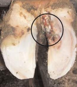 Hipocloremia.jpg