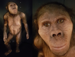 Homininos.png