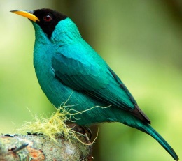 Mielero verde.JPG