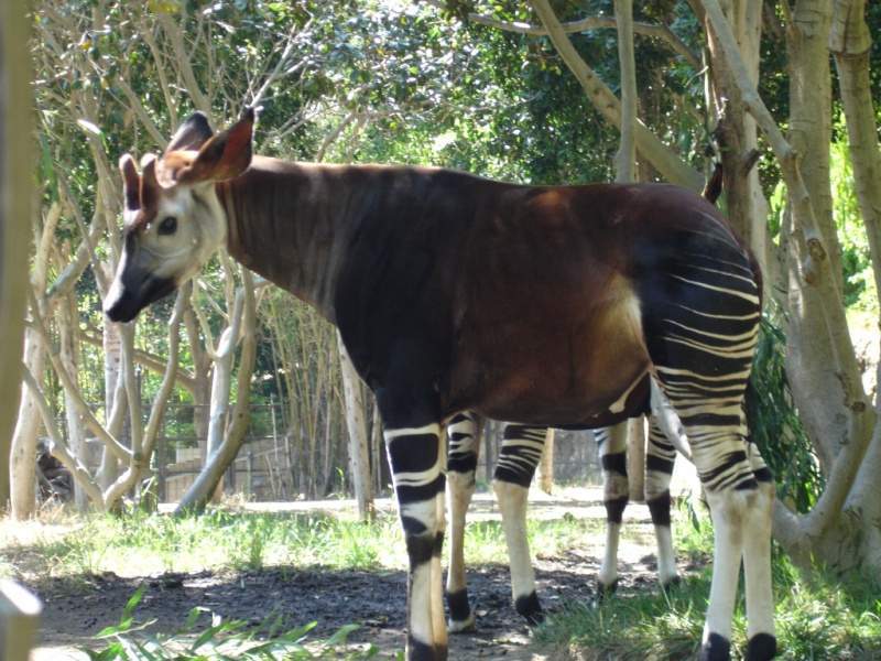 Archivo:Okapi01 10x7.jpg