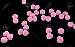 Veillonellas.jpg