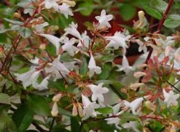 Abelia.jpeg