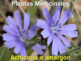 Achicoria2.jpg