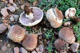 Agaricus lutosus.jpg