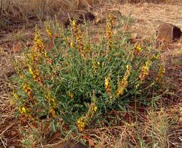 Crotalaria rogersii.jpg