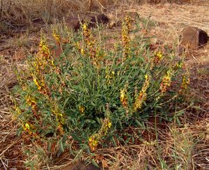Crotalaria rogersii.jpg