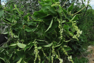 Croton blanchetianus.png