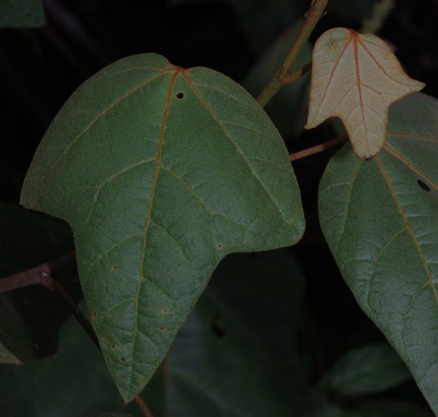 Archivo:Croton nuntians 1.jpg