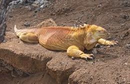 Iguana terrestre.jpeg