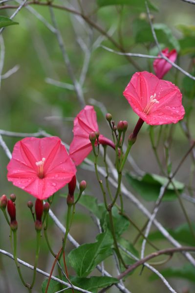 Archivo:Ipomoea microdactyla 1.JPG