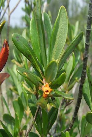 Neomazaea phialanthoides.jpg