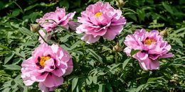 Peonias-arbustivas-rosas-1024x512.jpg