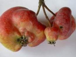 Virus mosaico de la manzana.jpg