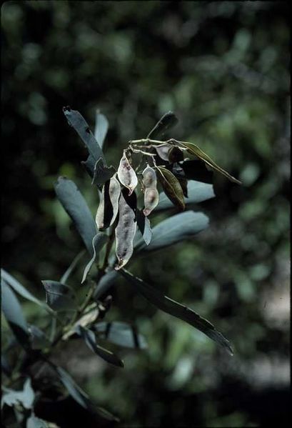 Archivo:Acacia barringtonensis 2.jpg
