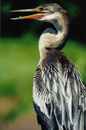 Anhinga2.jpg