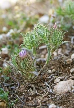 Atractylis cancellata2.jpg