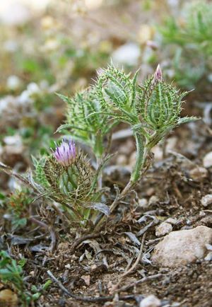 Atractylis cancellata2.jpg