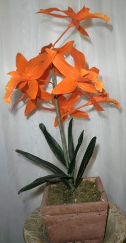 Guarianthe aurantiaca - EcuRed