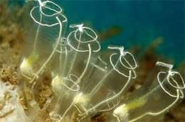 Clavelina lepadiformis.jpg
