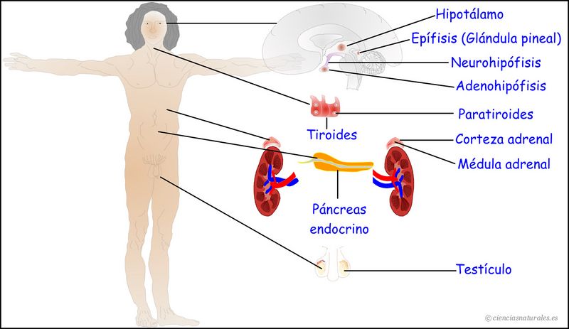 Archivo:Hormonaproteicas.jpg
