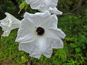 Ipomoea cuprinacoma 1.jpg
