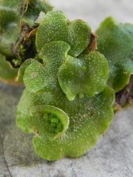 Lunularia cruciata2.jpg