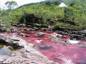 Parque Nacional Natural Tinigua.jpg