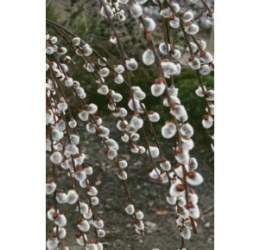 Salix-caprea-kilmarnock-sauce-cabruno.jpg