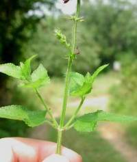 Salvia coccinea hojas.jpg