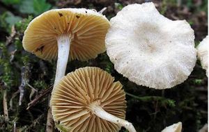 Tubaria dispersa.jpg