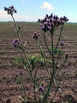 Verbena bonariensis inflorescencia-300x400.jpg