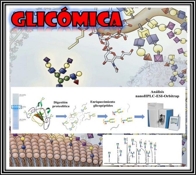 Archivo:Aglicómica.jpg