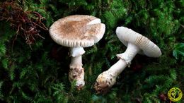 Amanitaeliae.jpg