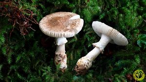 Amanitaeliae.jpg