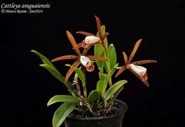 Cattleya araguaiensis 06.jpg