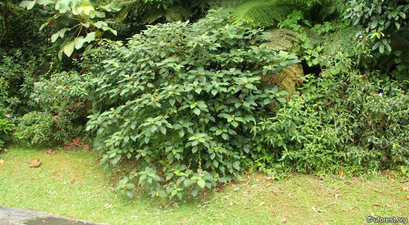 Archivo:Ficus grossularioides 1.JPG