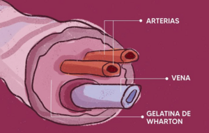 Gelatina de Wharton.png
