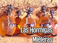 Miniatura de la versión del 16:14 6 mar 2023
