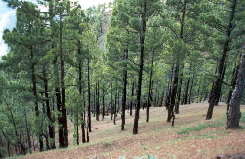 Archivo:Pinus canariensis.jpg