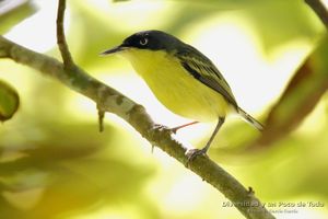 Titiriji-comun-todirostrum-cinereum-CR-01-0518.jpg