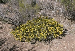 Acacia lachnophylla.jpg